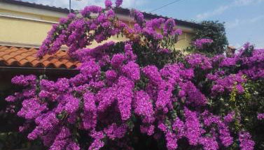 Apartment Samanta - Foto 4