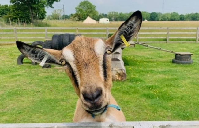Private Glamping in a Vintage Caravan & Bell Tent - Foto 15