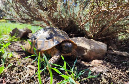 The Old Stone House Dida Jure - Foto 44