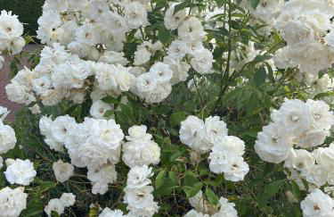 Home from Home in Barcombe East Sussex - Photo 30