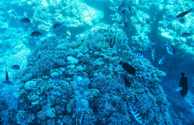 Paraísos del Mar Rojo - Foto 3