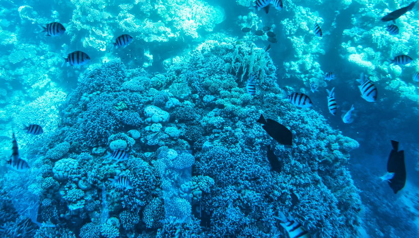 Paraísos del Mar Rojo - Foto 3