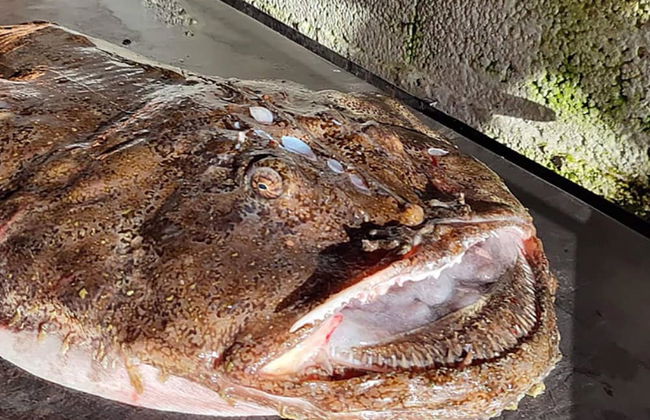 10 Person Holiday Home in Kaldfarnes-by Traum - Foto 17