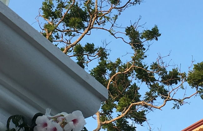 Silence Garden - Foto 41