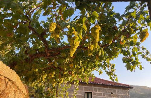 Quintinha de Pinouco - Foto 55