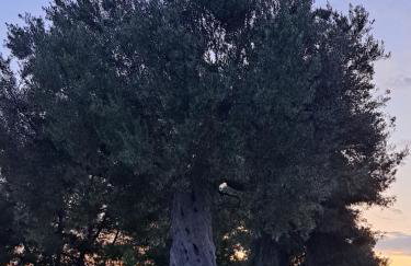 Villa Panorama - Foto 13