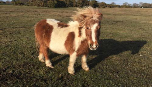 New Forest Brockenhurst - Foto 3