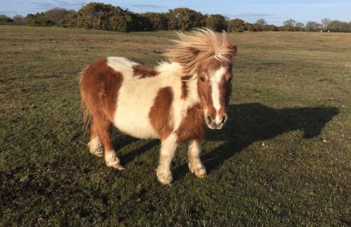 New Forest Brockenhurst - Foto 3