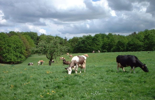 Holiday Home Hirtenkate Apartment 2 - Foto 11