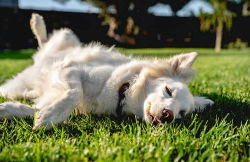 Heliophos Villa Amalthia - Foto 11