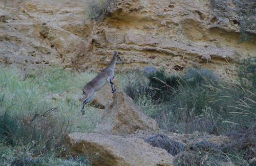 Alojamientos Rurales Cortijo Las Golondrinas - Foto 74
