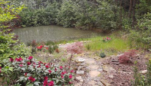 Domek w lesie - Foto 2, Garden