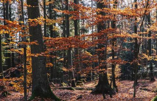 Odpoczynek Domki Pod Dębem z Opcją Jacuzzi - Foto 30