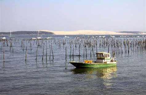 Joli chalet en bois à 7 mn des plages du Bassin d'Arcachon - Foto 12