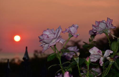 Salt and petals - Foto 47