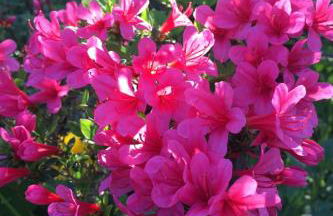 Apartment Spitzwegerich by Interhome - Foto 31