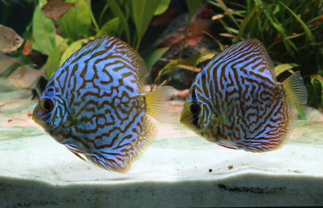 Oceanic Aquarium Ticket - Photo 5