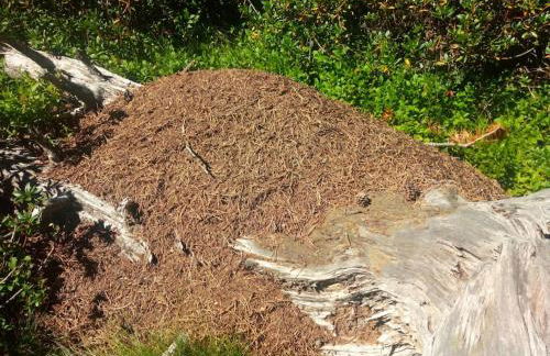 Bungalow en parc natural del Ter 2000 metres - Foto 27