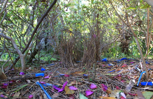 Kiwarrak Country Retreat - Foto 23