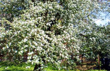 StorchenHof - Foto 17