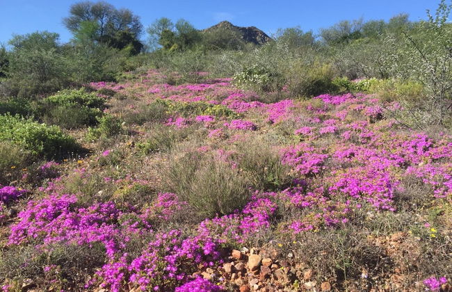 Calitzdorp Country House - Foto 61