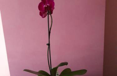 Studio apartman CENTAR - Foto 18