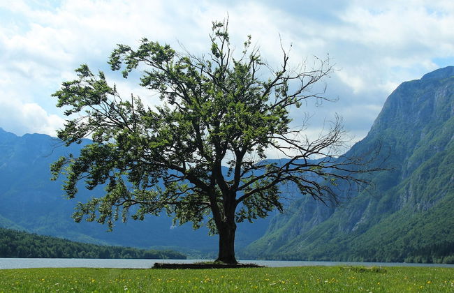 Balmy Apartment in Bohinjsko Jezero near Lake - Foto 36