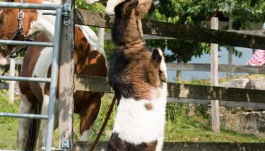 Ferienhof Henn - Foto 3