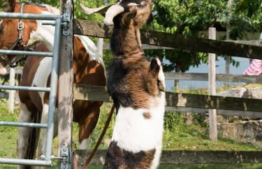 Ferienhof Henn - Foto 3