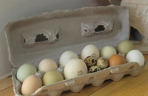 Shroom-life farm Duck Hut - Foto 25