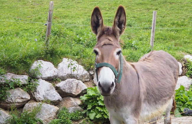 Elegant Apartment in Saalbach-hinterglemm Near Ski Bus - Foto 23