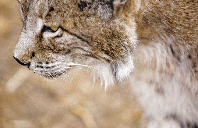 Doñana Day Trip - Foto 14