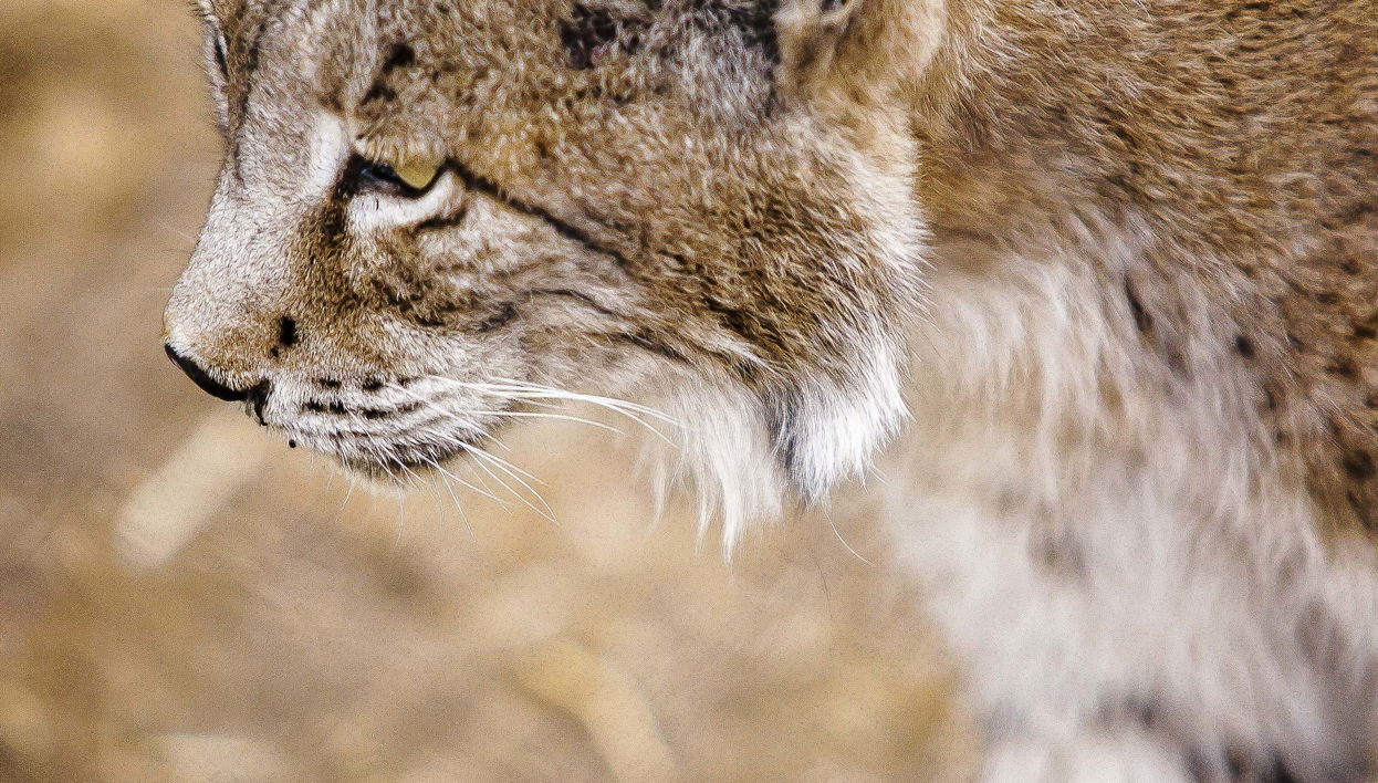 Excursión a Doñana