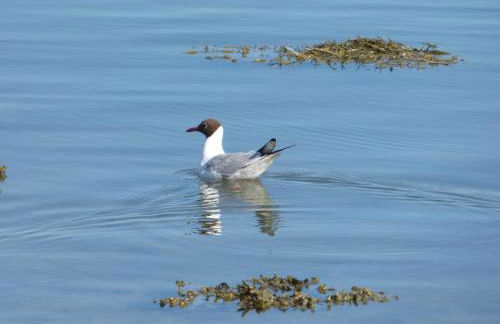 Le Jardin Fleuri - Foto 21