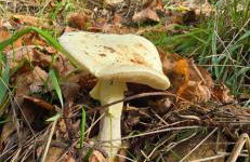 Bayo - terra essentia - Foto 1