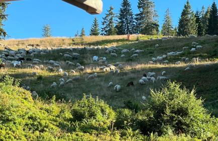 Ferienwohnung BUTTERBLUME, Feldberg - Haus Wiesenquelle - Foto 29