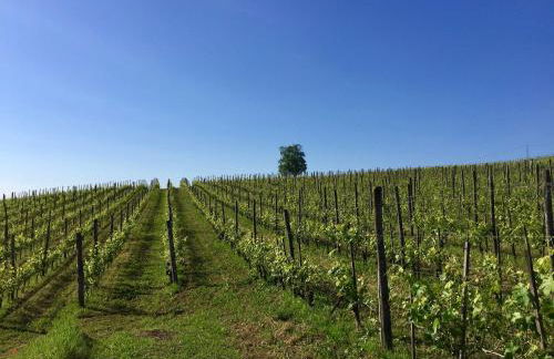 Agriturismo Cascina del Rosone - Foto 14