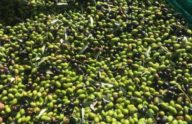 Agriturismo Macciangrosso Casale Piccolomini - Foto 30