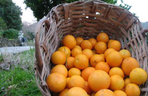 Agriturismo Terre Rosse Portofino - Foto 27