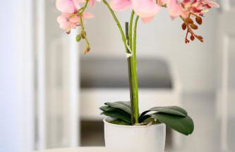 Marillia's elegance residence - Foto 22