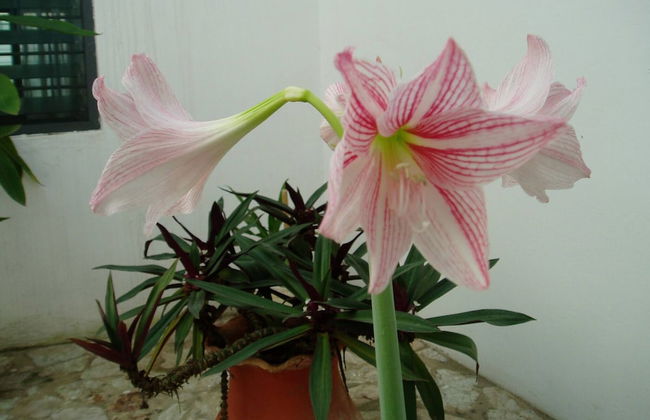 Nimohs' Holiday Home Mccarthy Hill Accra-ghana With Acs - Foto 25