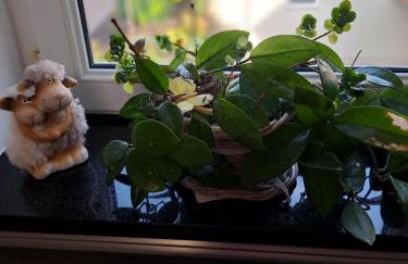 LenaVi's Fewo Nähe Europa Park & Rulantica "3 abgeschlossene Zimmer " - Foto 34