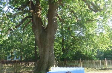 Grande maison entre Lac et forêt - Foto 20