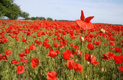 Bungalow in Boiensdorf for 4 Person - Foto 59