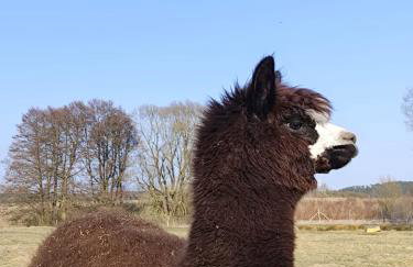 Smocze Ranczo 3 - Foto 78