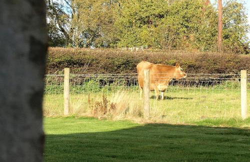 Plum Tree Cottage - Foto 15