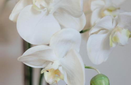 The Observatory Annexe - Foto 29