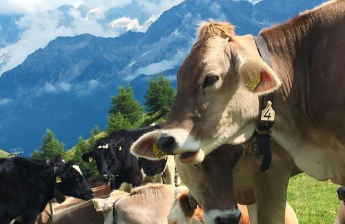 Casetta dei Cuori - Alpine Style Cozy Apartment - Photo 29