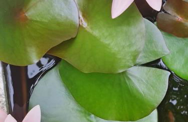 Friends'house - azores - Foto 25