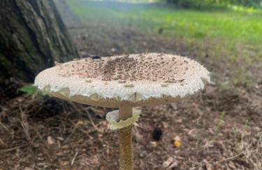 Dobrostan Domek w Naturze - Foto 37